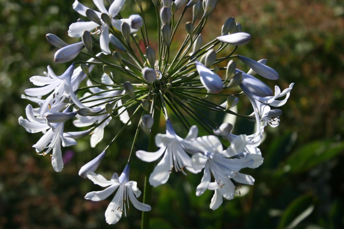 Agapanthus (Agapanthus Flower) seeds for planting in home garden