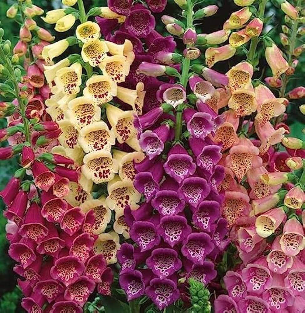 Fritillaria Digitalis for planting in flower bed