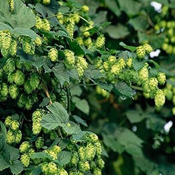 Green Humulus Lupulus Flower seeds for Planting - Cut Flower Favorite, Heirloom & GMO Free Seeds for Home Garden
 
 Sale seeds for home garden