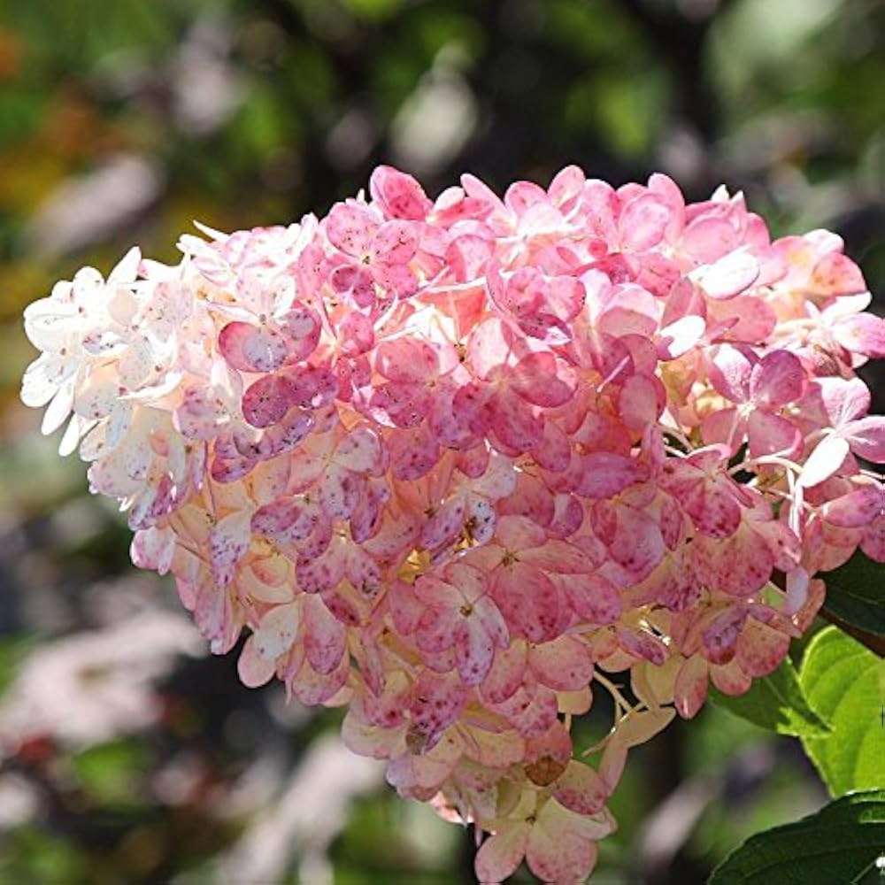 Hydrangea Paniculata Hydrangea Paniculata Seeds for planting in flower bed