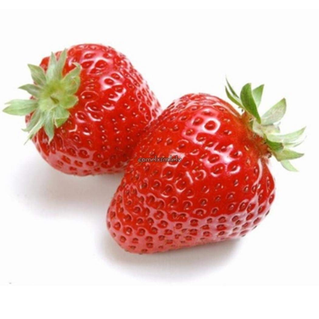 Everbearing Strawberry Fragaria × ananassa for planting in vegetable patch