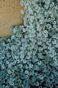 Dichondra Flower seeds for Planting Bright Blooms Heirloom & GMO Free Seeds for Home Garden 
 
 Sale seeds for home garden planting