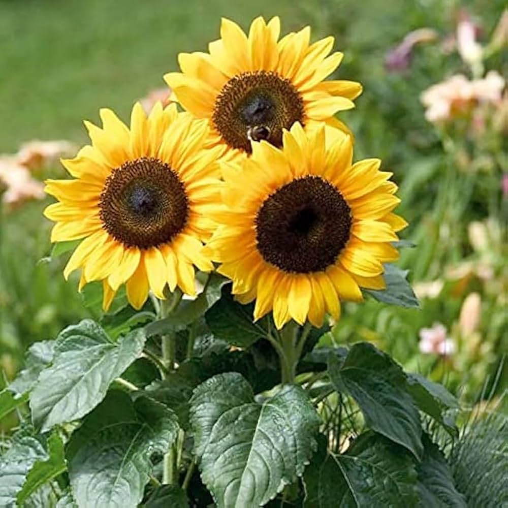 Greek Sunflower Helianthus annuus for planting in flower bed