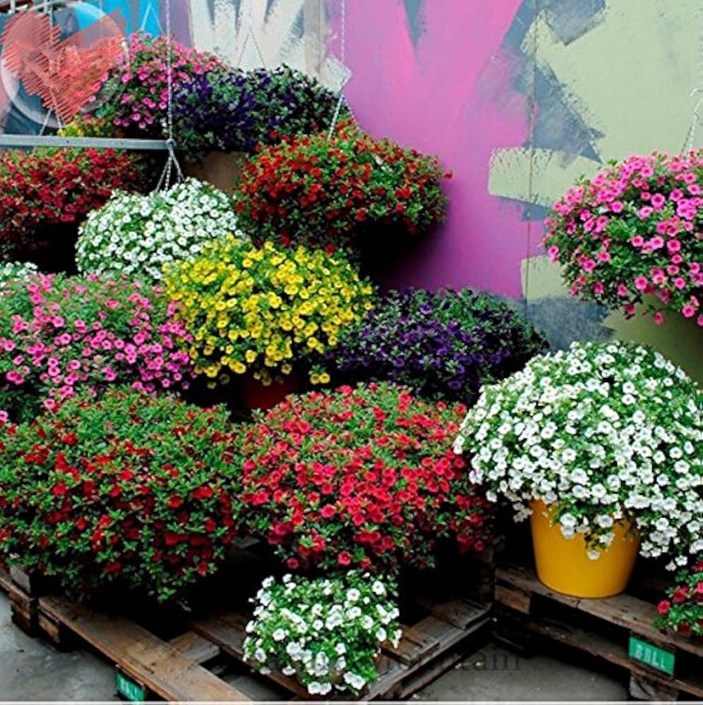 Petunia Hybrida Balcony Flowers Seeds