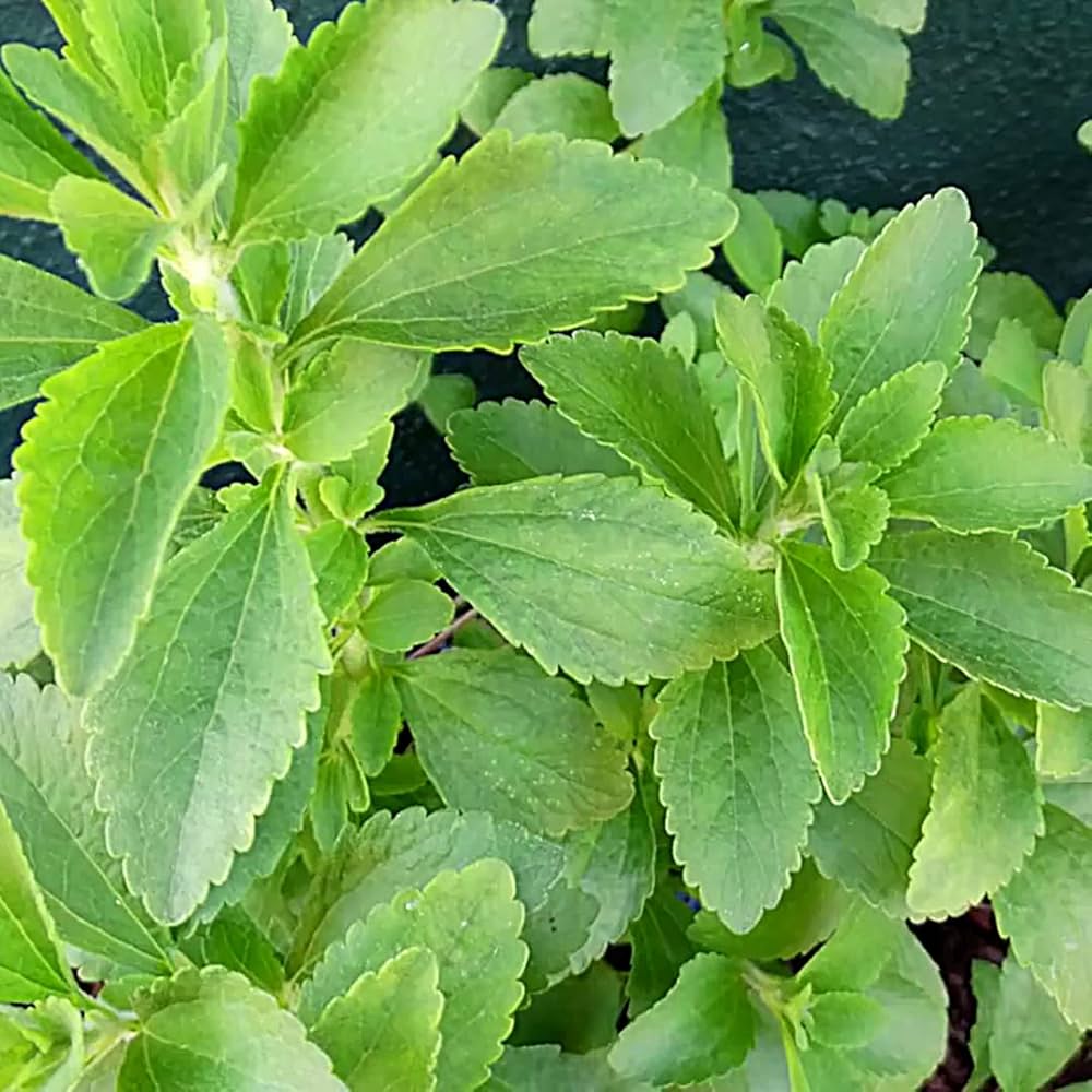 Stevia Rebaudiana Herbal Plant Seeds for Planting in Vegetable Patch