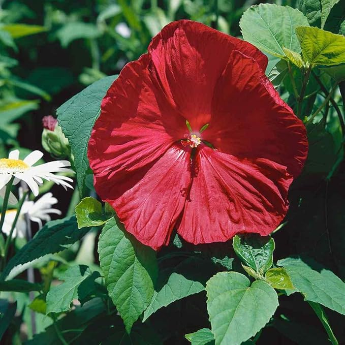 Cranberry Hibiscus Flower Seeds For Vibrant Foliage And Stunning Blooms In Your Garden