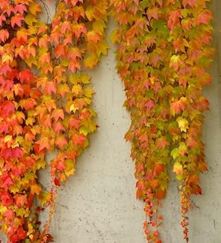 Yellow Red Boston Ivy Flower seeds for Planting - Shade Tolerant, Heirloom & GMO Free Seeds for Home Garden
 
 Sale for planting in home garden