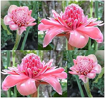 Pink Torch Ginger Flower seeds for Planting - Colorful Display, Heirloom & GMO Free Seeds for Home Garden
 
 Sale for planting in home garden.