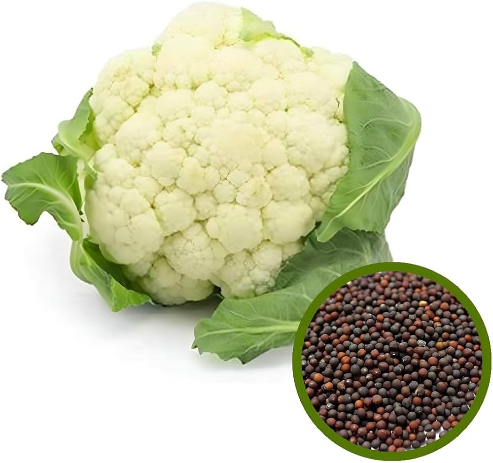 Cauliflower Brassica Oleracea Seeds for planting in vegetable patch