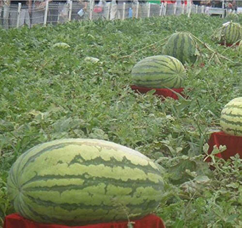 Giant Watermelon Neri Tiranno King Seeds