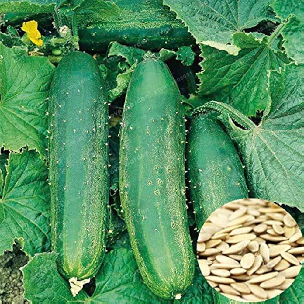 Cucumber Cucumis sativus seeds for planting in vegetable patch