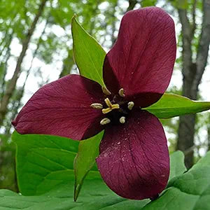 Trillium Trillium spp for planting in flower bed