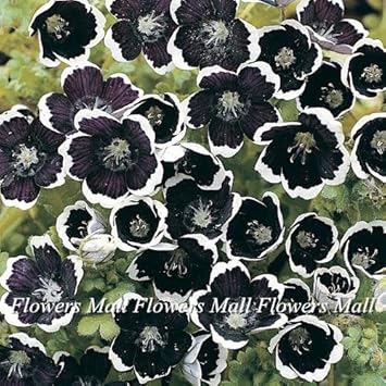 Black Menziesii Flower Seeds for Planting – Heirloom, Non-GMO, High Germination Border Garden Seeds
 
 Sale for planting in home garden.