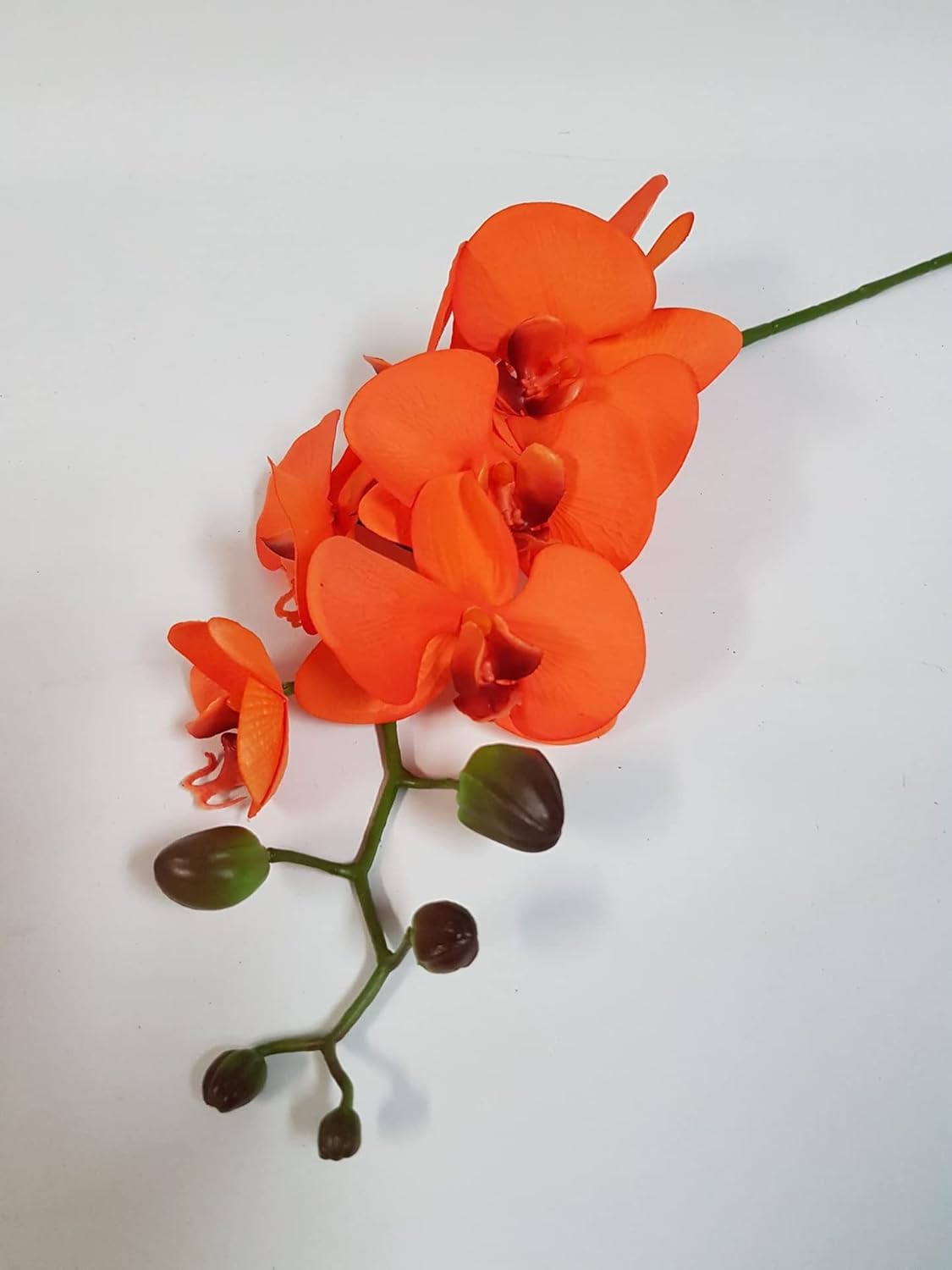 Phalaenopsis Orchid Flower seeds for Planting - Colorful Display, Heirloom & GMO Free Seeds for Home Garden
 
 Sale for planting in home garden.