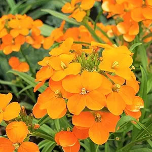 Orange Siberian Wallflower seeds for bright blooms