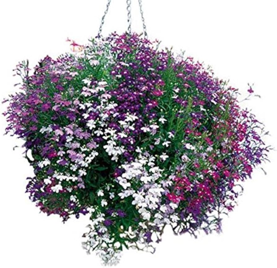 Lobelia Erinus seeds for planting in hanging baskets