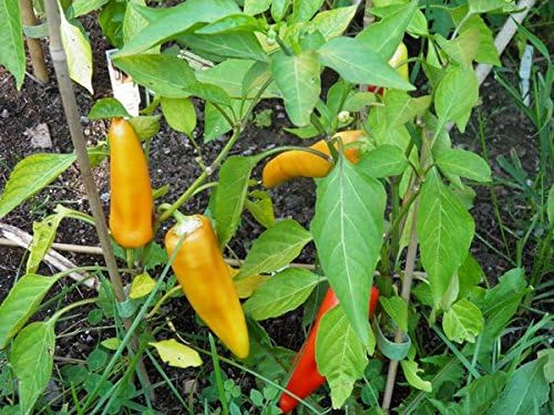 Hungarian Sweet Wax Pepper seeds for mild peppers