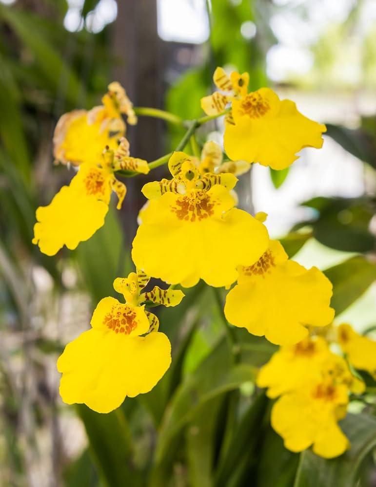 Butterfly Orchid Seeds Yellow Planting Exotic