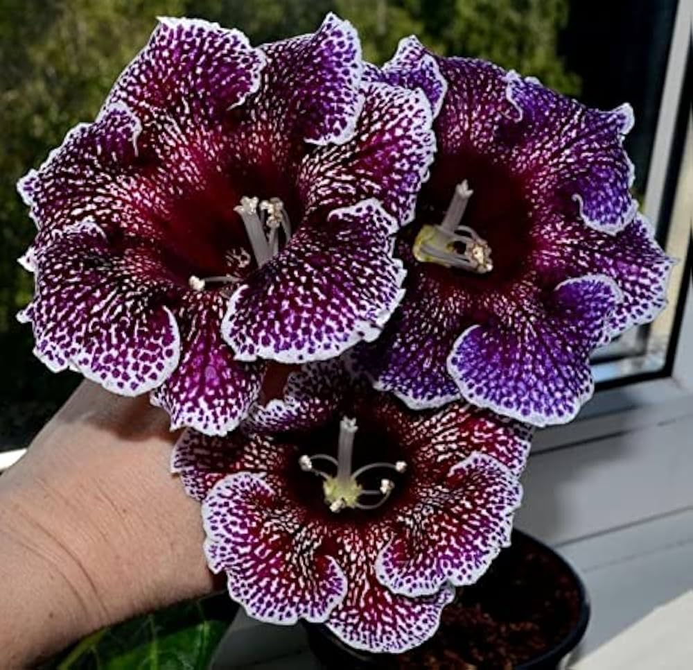 Mixed Gloxinia Sinningia speciosa flower seeds