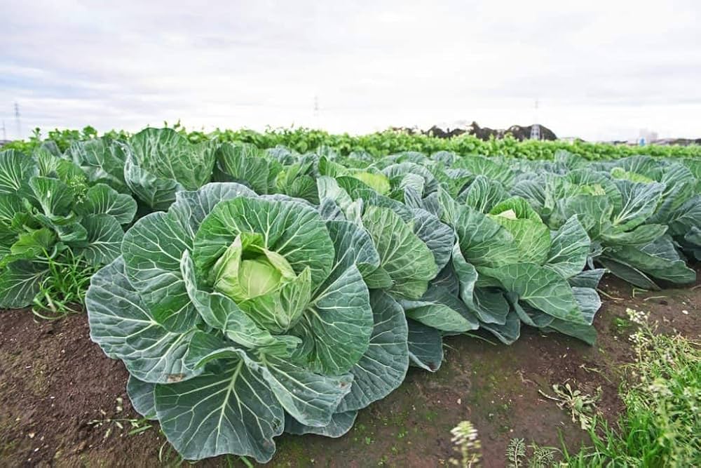 Cabbage Brassica oleracea for planting in home garden or flower bed
