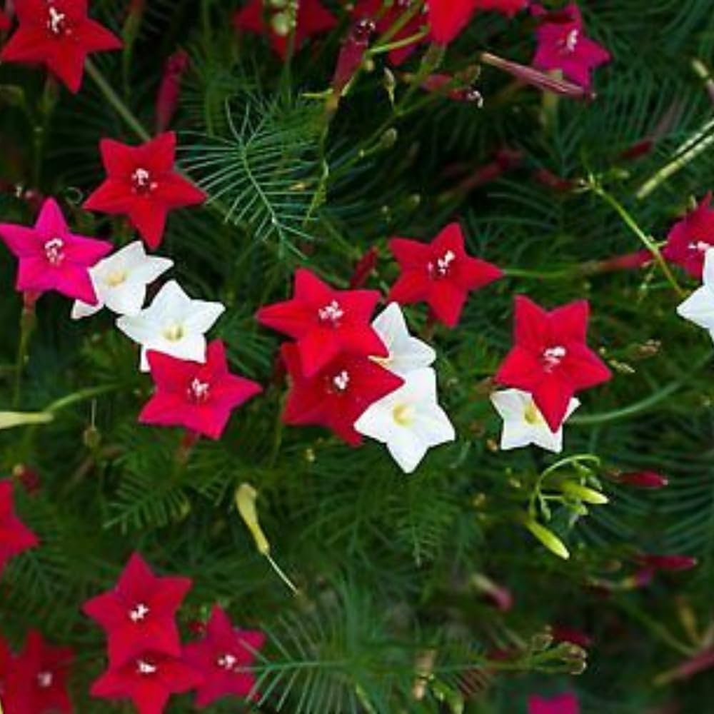 Cypress Vine Ipomoea quamoclit for planting in vertical garden