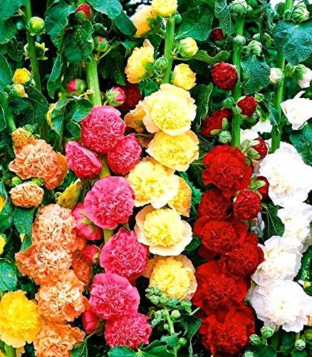 Stockrose Flower Alcea rosea Seeds for Planting in Flower Bed & Garden