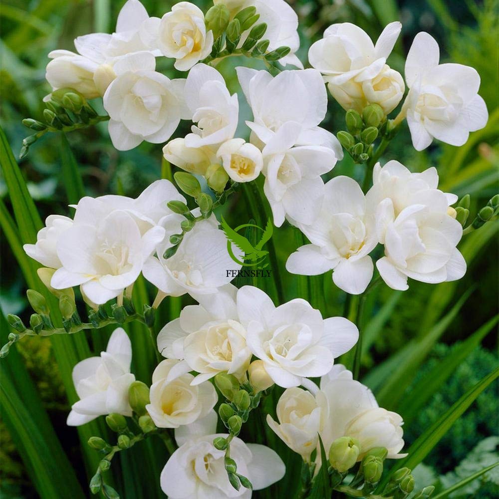 White Freesia Indoor Flower Seeds
