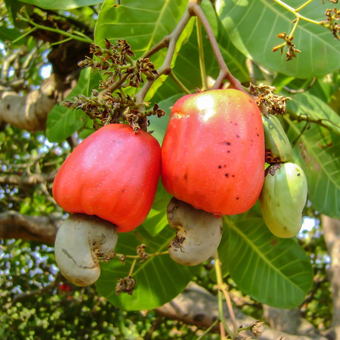 Mixed Cashew Tree Seeds For Planting - Nutty Flavor!