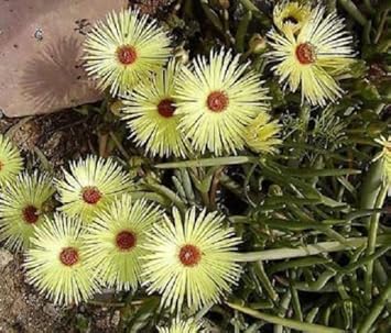 Yellow Cephalophyllum Pillansii Flower seeds for Planting - Vibrant Colors, Heirloom & GMO Free Seeds for Home Garden
 
 Sale seeds for home garden