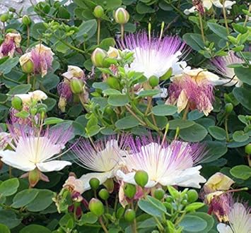 Capparis Spinosa Flower seeds for Planting - Wildflower Mix, Heirloom & GMO Free Seeds for Home Garden
 
 Sale seeds for home garden