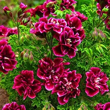Burgundy Geranium Flower seeds for Planting - Hardy Variety, Heirloom & GMO Free Seeds for Home Garden
 
 Sale for planting in home garden.