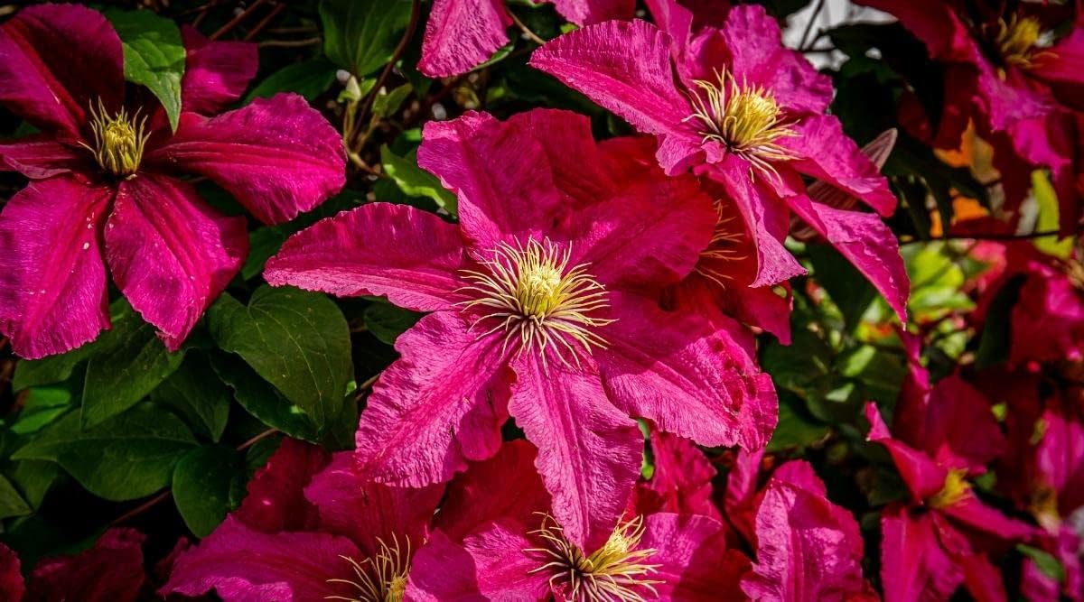 Deep Pink Clematis Flower seeds for Planting - Drought Tolerant, Heirloom & GMO Free Seeds for Home Garden
 
 Sale seeds for home garden