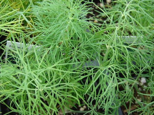 Dill Seeds - Mammoth (Anethum graveolens)