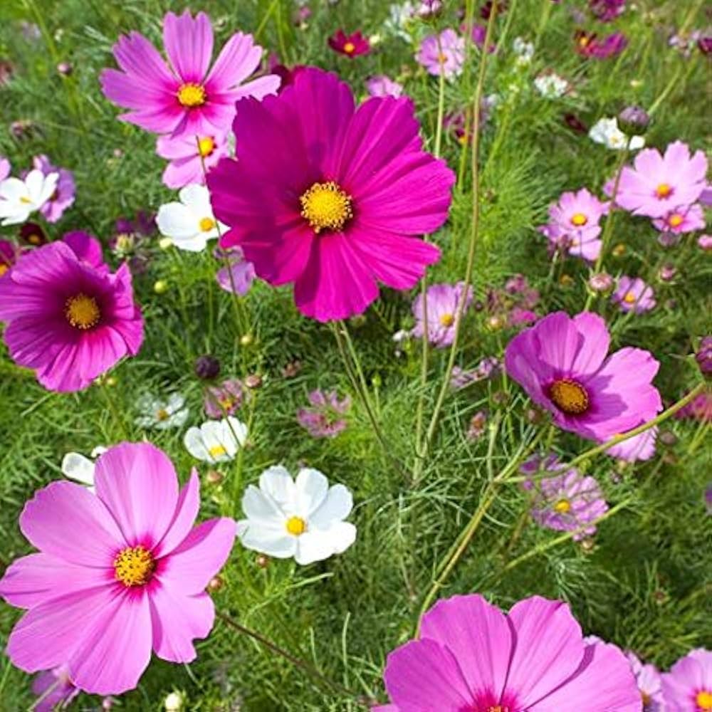 Cosmos Pink Picotee Flower Seeds for elegant pink blooms in garden