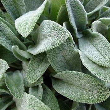 Green Lambs Ear Flower seeds for Planting - Shade Tolerant, Heirloom & GMO Free Seeds for Home Garden
 
 Sale for planting in home garden.