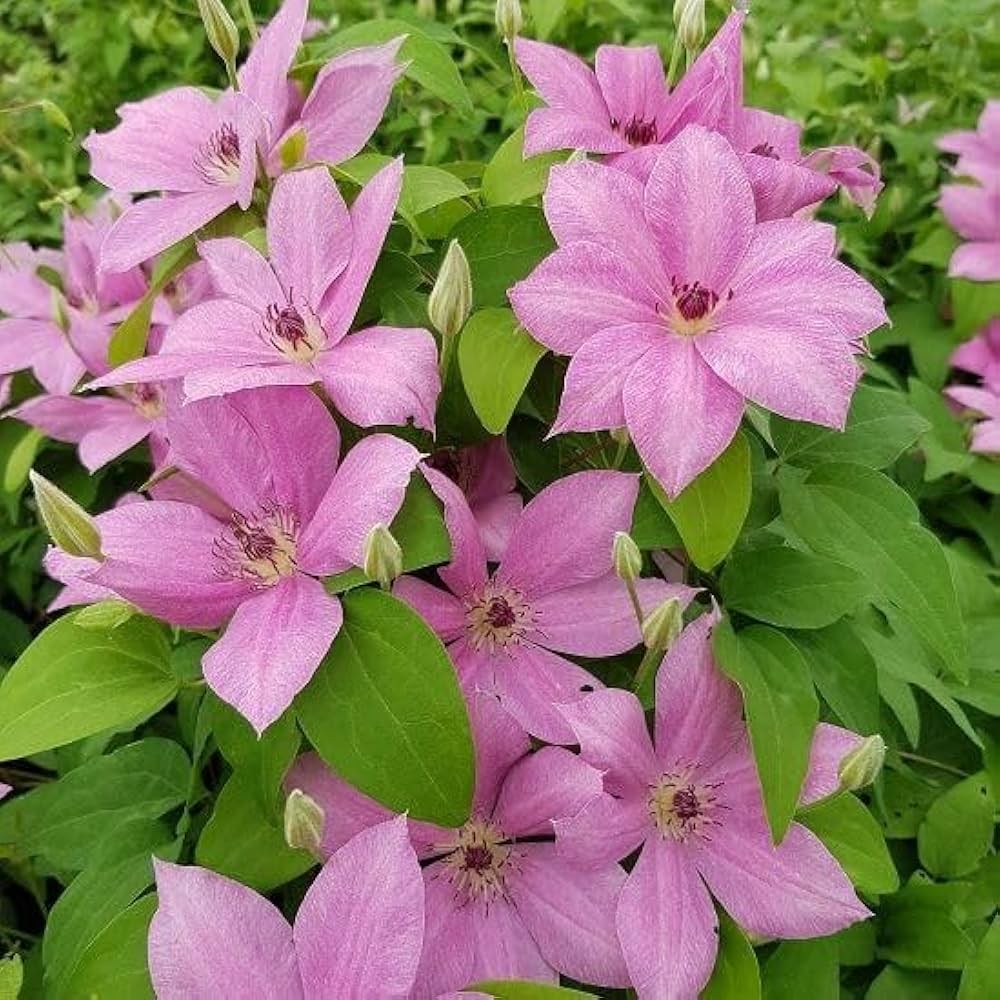 Clematis Baby Pink Flower seeds for Planting - Perfect for Borders, Heirloom & GMO Free Seeds for Home Garden
 
 Sale for planting in home garden.