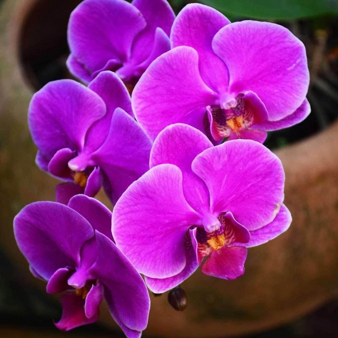 Phalaenopsis (Phalaenopsis Flower) seeds for planting in home garden