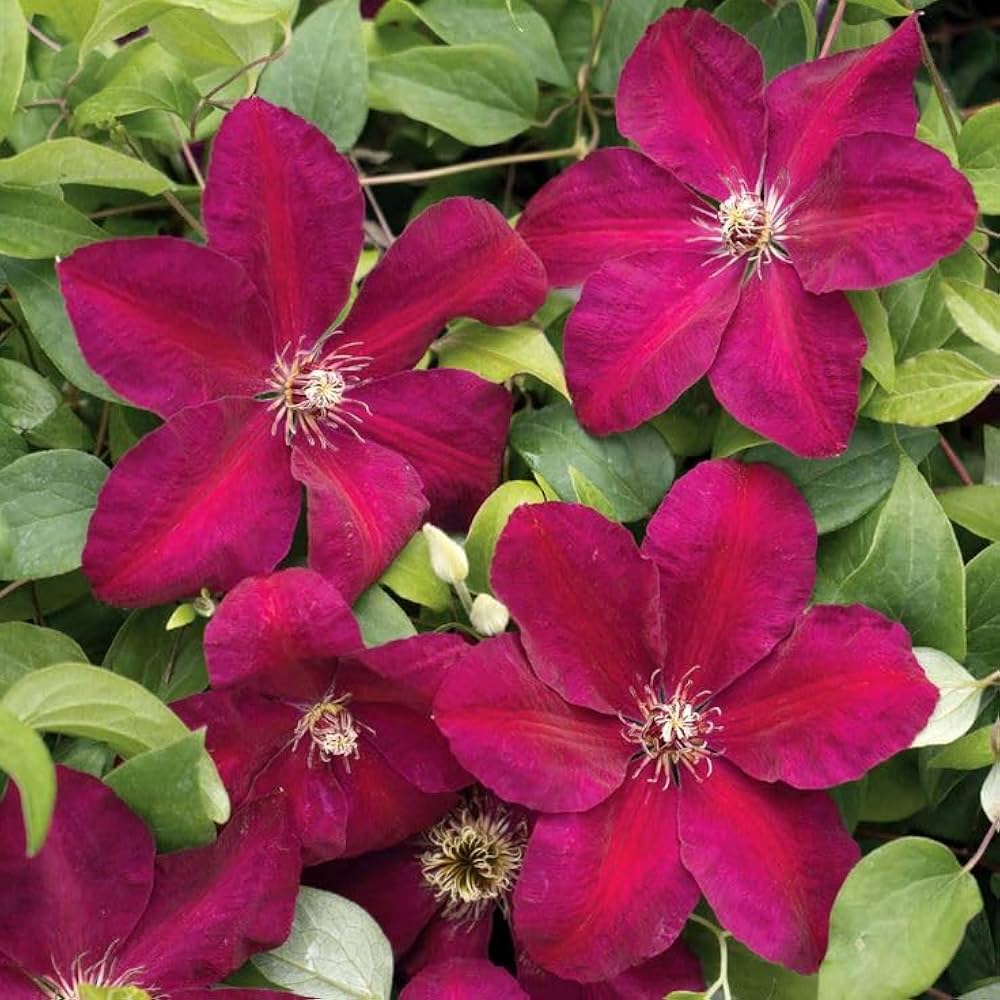 Clematis Vine Clematis vitalba for planting on garden fence