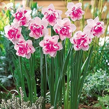 Pink White Narcissus Flower seeds for Planting - Cut Flower Favorite, Heirloom & GMO Free Seeds for Home Garden
 
 Sale for planting in home garden