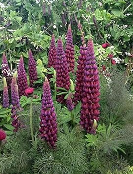Purple Lupine Flower seeds for Planting - Shade Tolerant, Heirloom & GMO Free Seeds for Home Garden
 
 Sale for planting in home garden