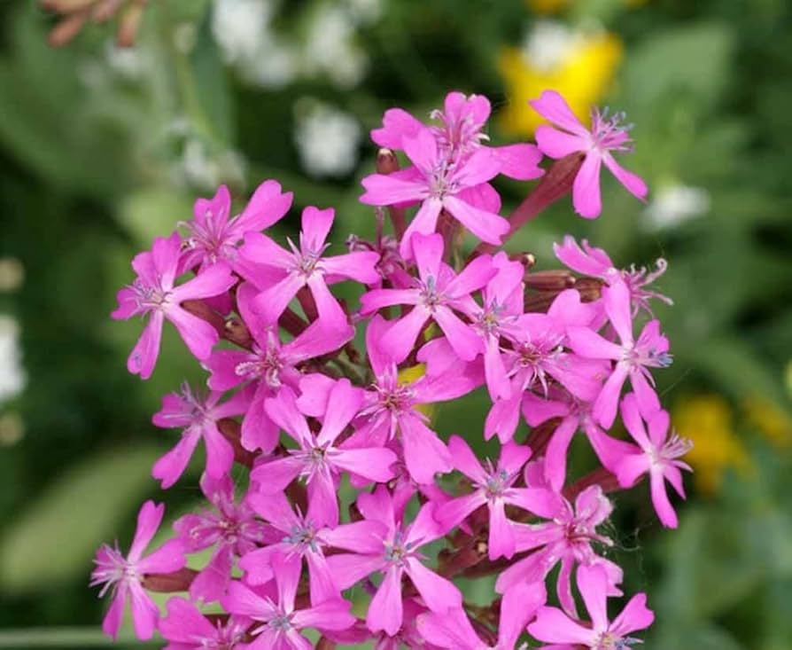Catchfly Silene Armeria Seeds for planting in flower bed