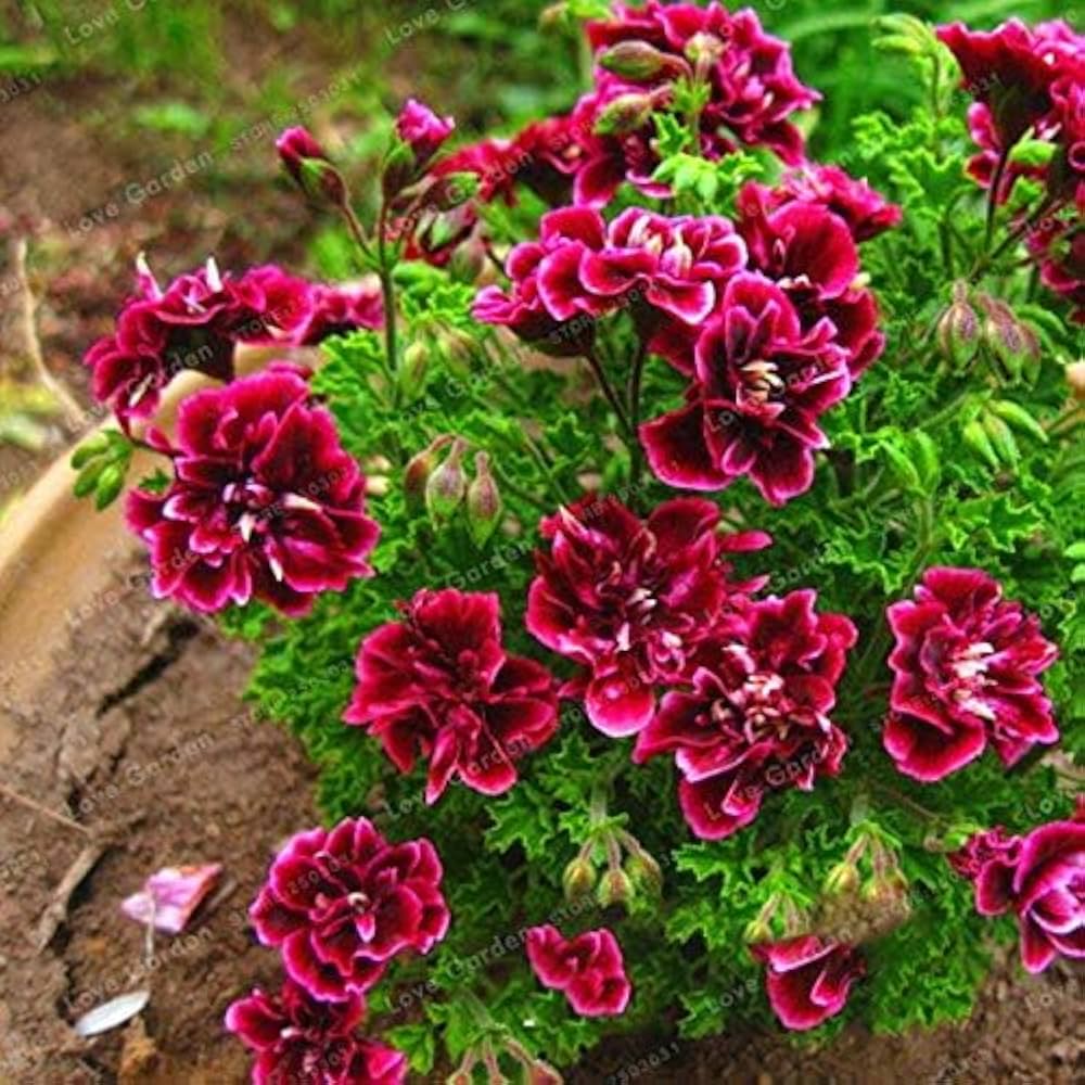 Pelargonium Pelargonium Hortorum Seeds for planting in flower bed