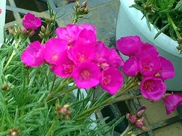 Pink Calandrinia Umbellata Flower seeds for Planting Cut Flower Favorite Heirloom & GMO Free Seeds for Home Garden 
 
 Sale for planting in home garden