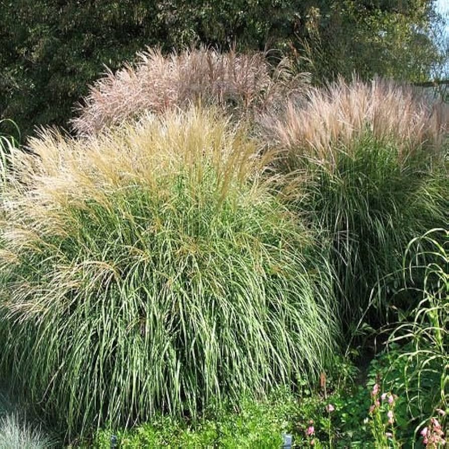 Miscanthus Grass Miscanthus for planting in landscape garden