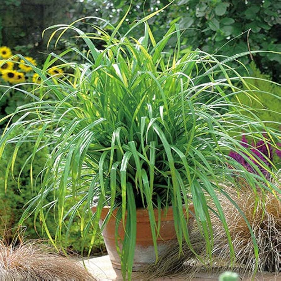 Carex Pendula Carex Pendula Seeds for planting in flower bed