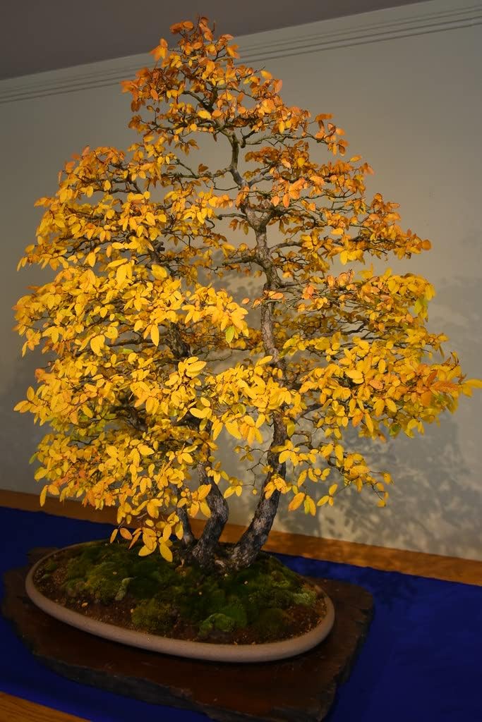 Bonsai Tree Seeds For Artistic Yellow Planting