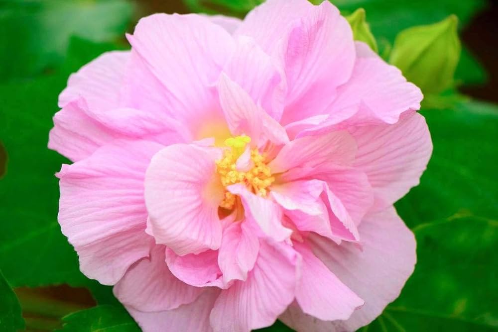 Amethyst Hibiscus Hibiscus spp. for planting in tropical garden