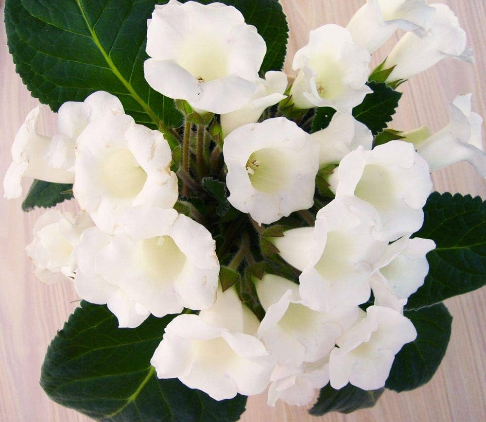 Brazilian Gloxinia Seeds For Planting: Elegant White Flowers Soothing Gardens