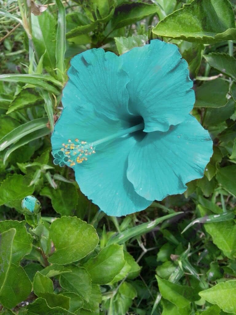 Blue Pink Hibiscus Flower Seeds for Planting Low Maintenance Heirloom & GMO Free Seeds for Home Garden
 
 Sale for planting in home garden