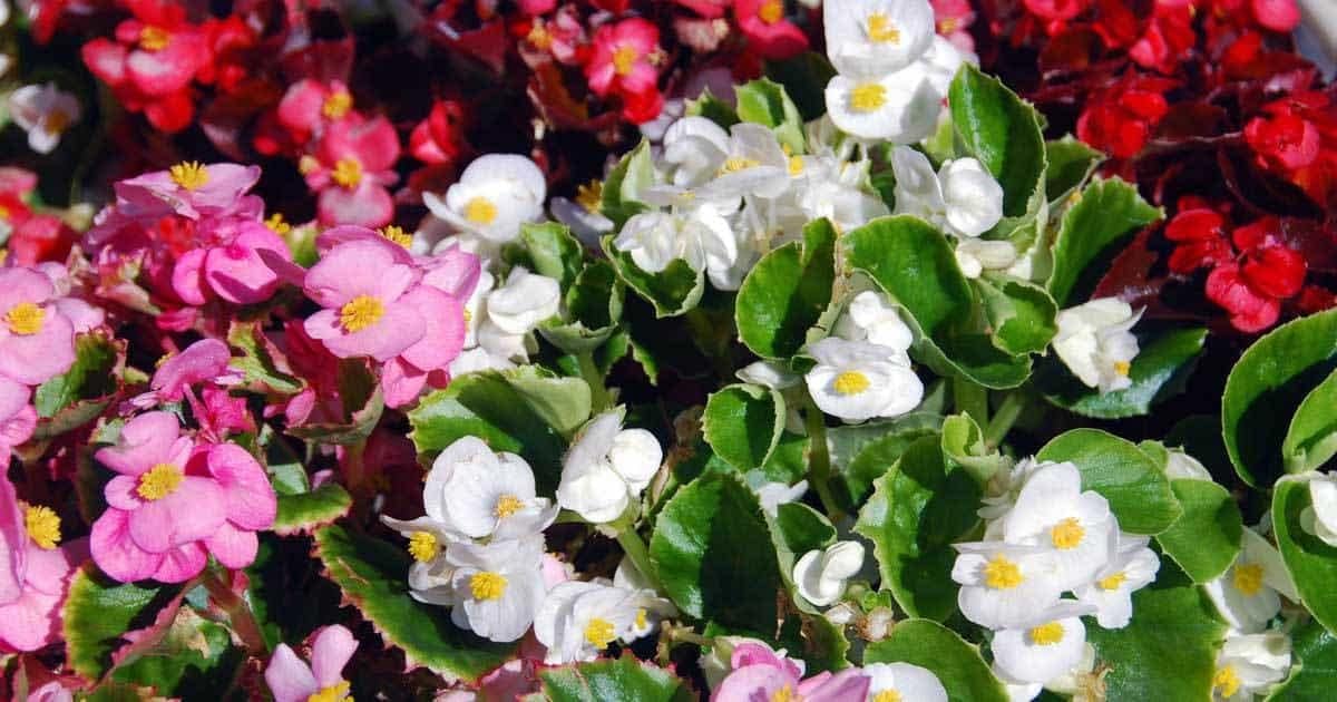 Mixed Begonia Flower seeds for Planting - Long Bloom Season, Heirloom & GMO Free Seeds for Home Garden
 
 Sale for planting in home garden